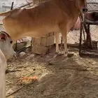 بقره تحتها حسيله