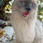 قطتي مفقوده آخر مره شافوها في حديقه الأمير سلطان