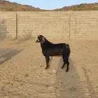 تيس فحل