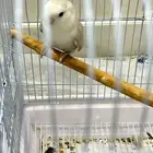 ببغاء روز