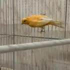 كناري سوري ذكر
