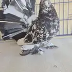 حمام رقاص امريكي