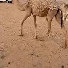 بكره شقحاء