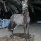 مهره شعبيه عمر 7