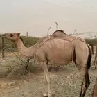 ابل ماشاءالله طيبه