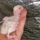 3 فروخ روز البينو عيون احمر