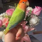 للبيع ببغاء الروز الأليف