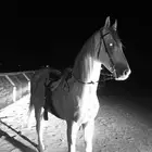 حصان شعبي