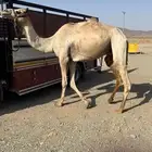 للبيع قليصه