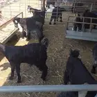 تيوس عارضيه