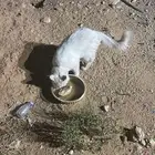 بسه ضايعه عليها طوق بحي البساتين