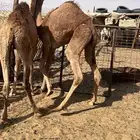 حشو بلدي كفو نظيفة جدا