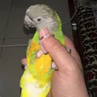 ببغاء سنغالي