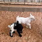 ماعز قزمي للبيع