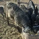 تيس فحل