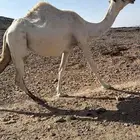 ناقه للبيع القحه ثنو شرط هداوه وسليمه العذاريب