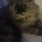 بسة تبني مستعجل
