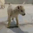 ماعز قزمي مواليد