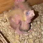 فروخ كروان تم البيع