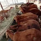 غنم سواكني للبيع