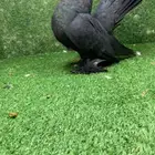 كرنقو رستوف فحل