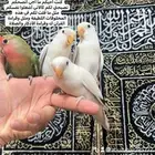 طيور روز أليفة لطيفين ولاعبين واللي يبغى زين يلحق عليه