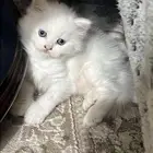 قط كيتن شيرازي هملايا