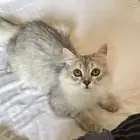 قطط شيرازي للبيع