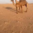 للبيع عشراء صفر حدرها بكره دبيانيه