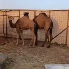 ثلاث بكار طيبه