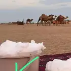 للبيع نياق حمر خلافات تحتهن قعدان