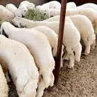 طليان حري