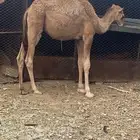 قعدان وحسلان لبانيه