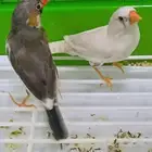 عدد 2 طيور زيبرا مع قفص