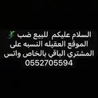 للبيع ضب