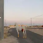 حصان للبيع شعبي عمره 9 سنوات