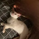 قطوه للتبني