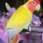 للبيع ببغاء الكروان الملكي