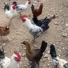 دجاج بلدي فيومي  ( تم البيع )