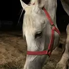 فرس واهو لقاح 7 شهور