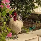 ديك بلدي البيض
