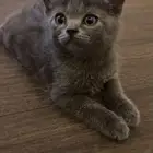 ثلاث قطط بريطاني للبيع