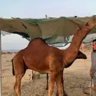 مشروع فحل ساحلي فاااخر