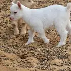 زوج ماعز قزم