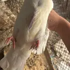 زغاليل حمام فرنسي سوبر جابو شحم ولحم