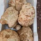 فقع زبيدي جديد