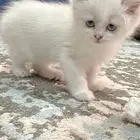 قطه انثى