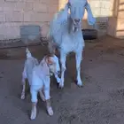 عنز صفر تحتها جفره