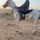 للبيع حصان عربي