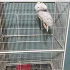 ببغاء كوكاتو